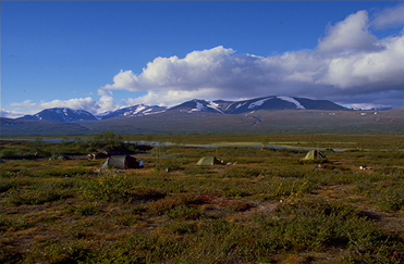 sarek