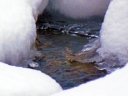 Der Bachlauf mit einem 'Lichtloch' in seinem 'Eistunnel'